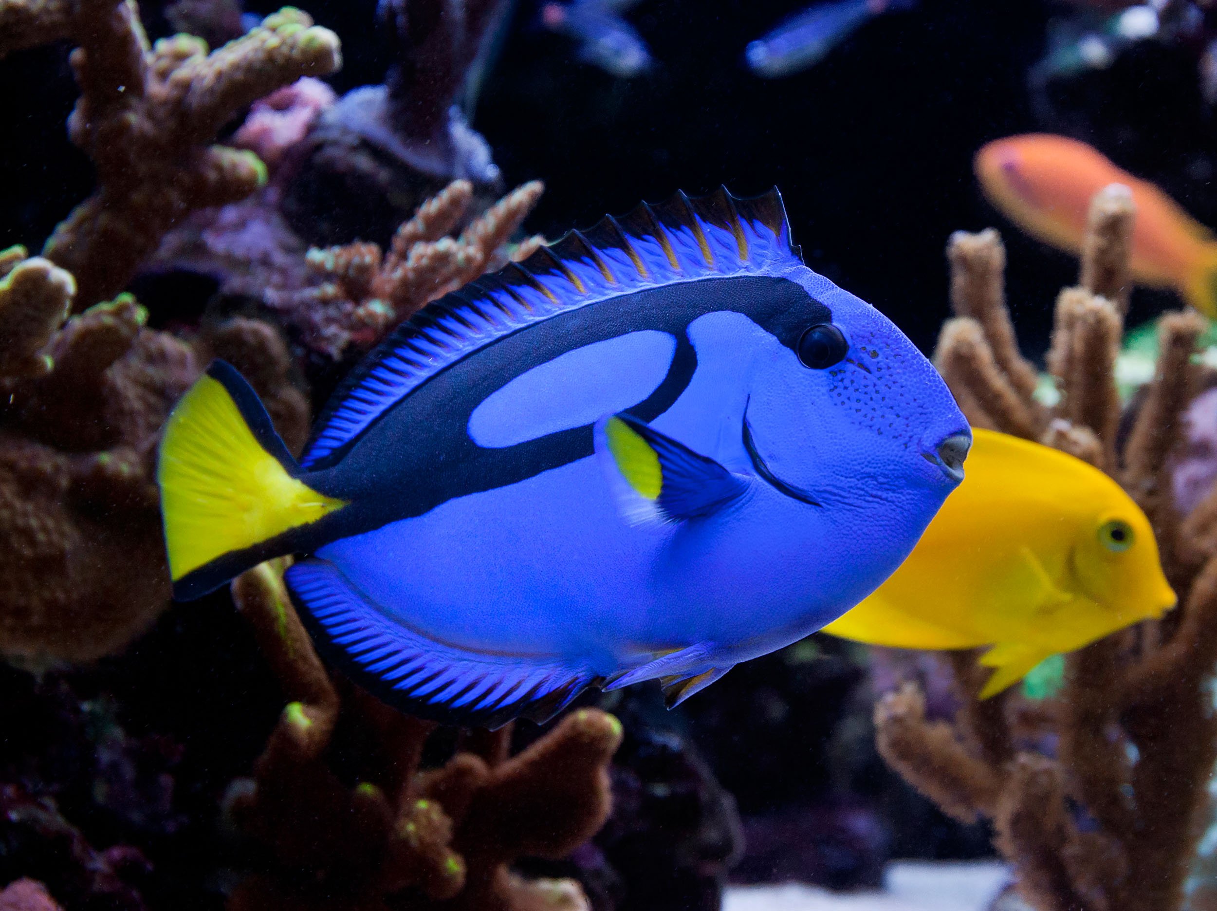 Paracanthurus hepatus XL - SUGIM